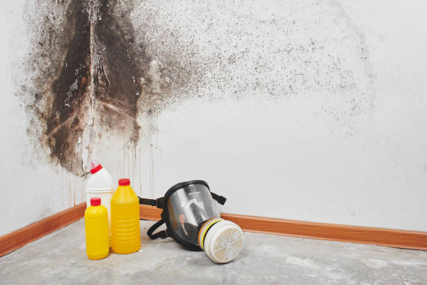 Best Emergency Mold Removal  in Long Lake, MN