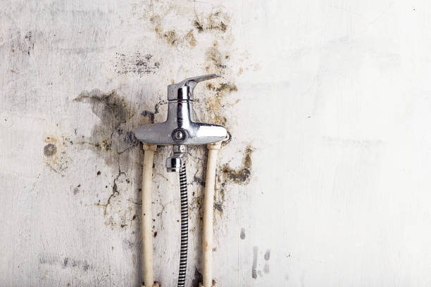 Best Local Mold Removal Service  in Long Lake, MN