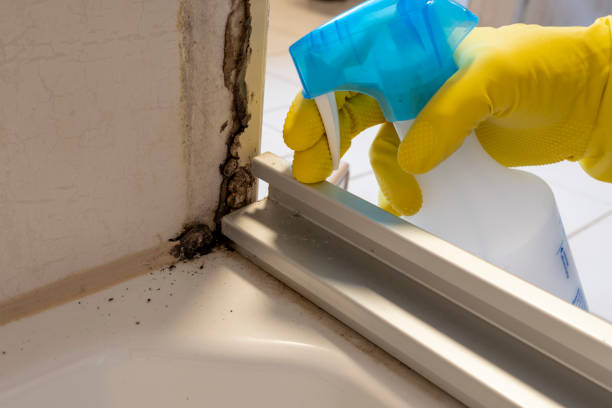 Best Mold Cleaning Services  in Long Lake, MN