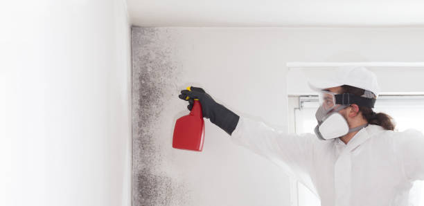 Attic Mold Removal in Long Lake, MN