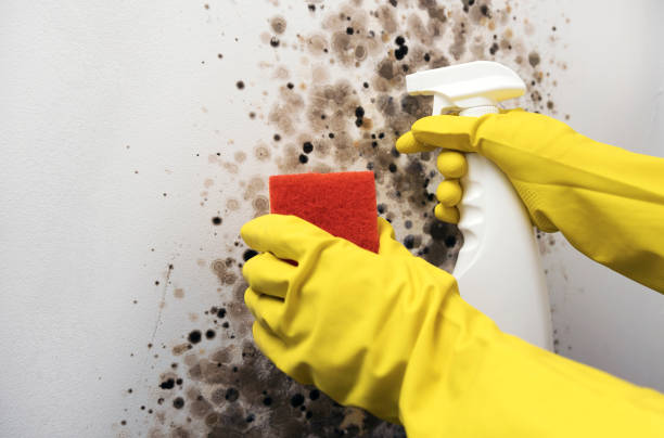 Best Attic Mold Removal  in Long Lake, MN