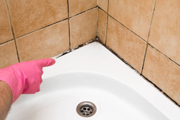 Best Mold Testing  in Long Lake, MN